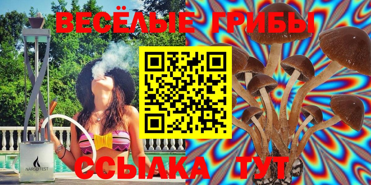 Псилоцибиновые грибы Psilocybe Новочебоксарск